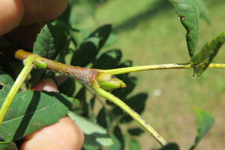  picture  Peervormige_lijsterbes |Sorbus_domestica