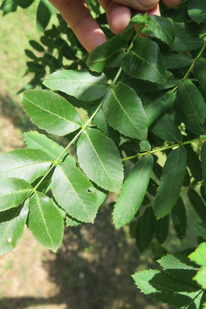  picture  Peervormige_lijsterbes |Sorbus_domestica