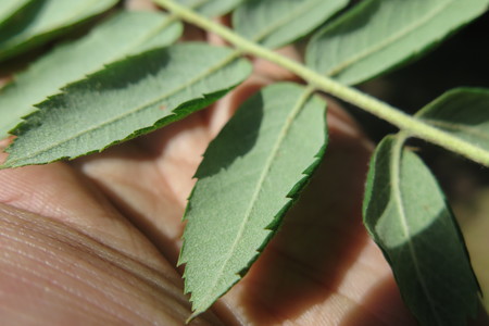  picture  Peervormige_lijsterbes |Sorbus_domestica