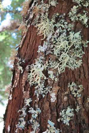  picture  Peervormige_lijsterbes |Sorbus_domestica