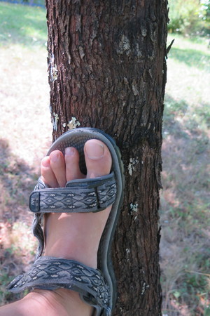  picture  Peervormige_lijsterbes |Sorbus_domestica