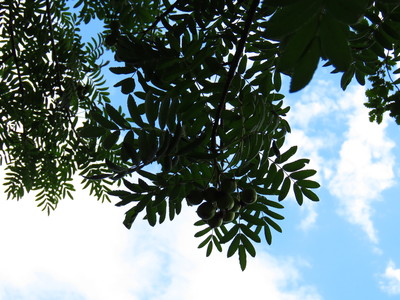  picture  Peervormige_lijsterbes |Sorbus_domestica