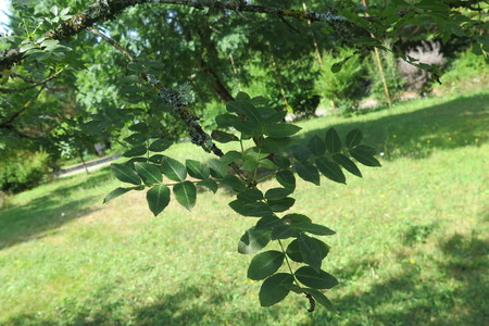  picture  Peervormige_lijsterbes |Sorbus_domestica