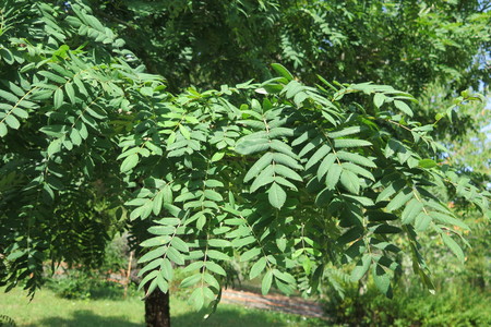  picture  Peervormige_lijsterbes |Sorbus_domestica