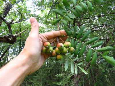  picture  Peervormige_lijsterbes |Sorbus_domestica