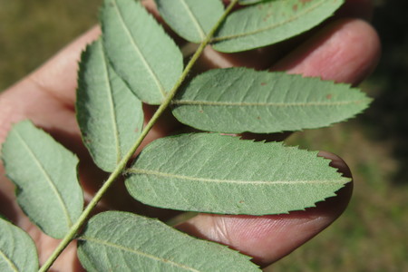  picture  Peervormige_lijsterbes |Sorbus_domestica