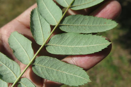  picture  Peervormige_lijsterbes |Sorbus_domestica