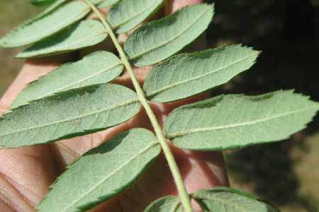  picture  Peervormige_lijsterbes |Sorbus_domestica