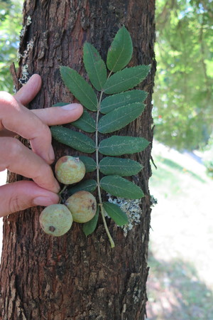  picture  Peervormige_lijsterbes |Sorbus_domestica
