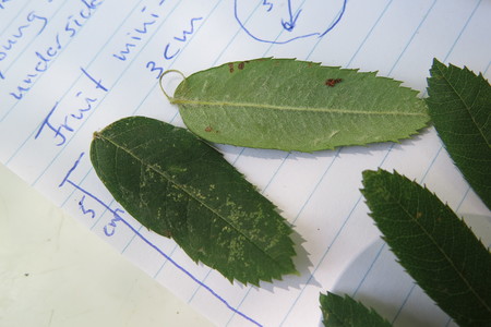  picture  Peervormige_lijsterbes |Sorbus_domestica