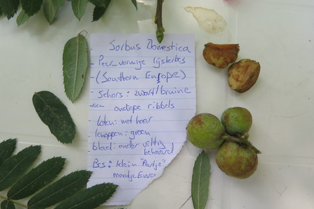  picture  Peervormige_lijsterbes |Sorbus_domestica
