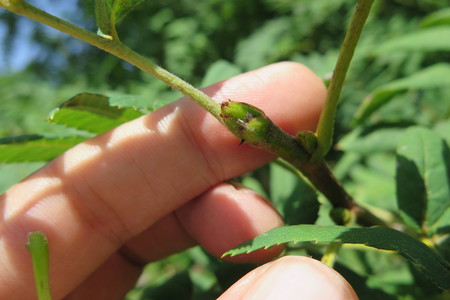  picture  Peervormige_lijsterbes |Sorbus_domestica