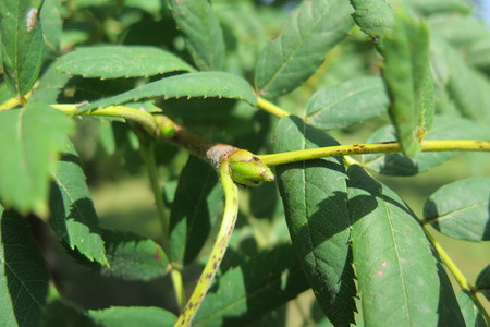  picture  Peervormige_lijsterbes |Sorbus_domestica