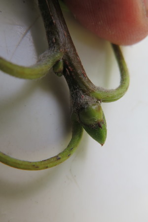  picture  Peervormige_lijsterbes |Sorbus_domestica