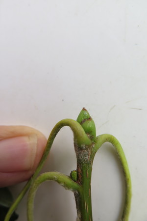  picture  Peervormige_lijsterbes |Sorbus_domestica