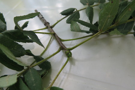  picture  Peervormige_lijsterbes |Sorbus_domestica