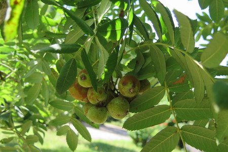  picture  Peervormige_lijsterbes |Sorbus_domestica