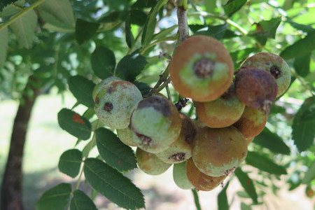  picture  Peervormige_lijsterbes |Sorbus_domestica