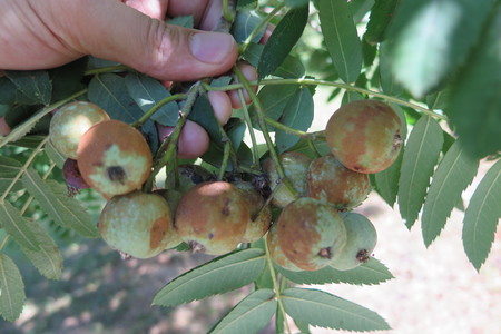  picture  Peervormige_lijsterbes |Sorbus_domestica