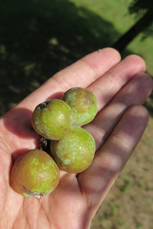  picture  Peervormige_lijsterbes |Sorbus_domestica