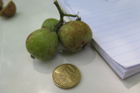  picture  Peervormige_lijsterbes |Sorbus_domestica