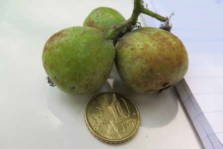  picture  Peervormige_lijsterbes |Sorbus_domestica