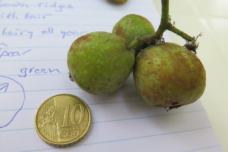  picture  Peervormige_lijsterbes |Sorbus_domestica