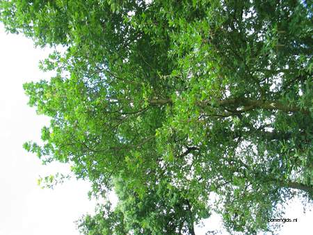  picture  Perzische_eik |Quercus_macranthera