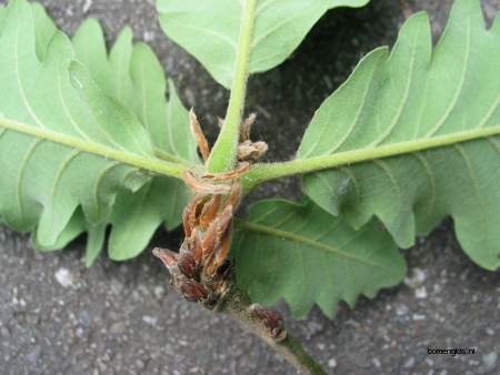  picture  Perzische_eik |Quercus_macranthera