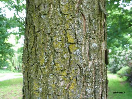  picture  Perzische_eik |Quercus_macranthera
