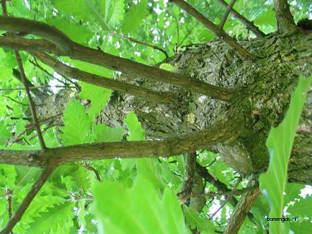  picture  Perzische_eik |Quercus_macranthera