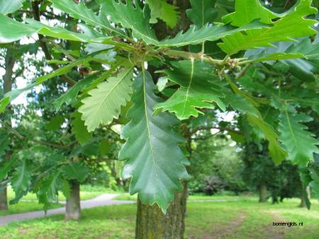  picture  Perzische_eik |Quercus_macranthera