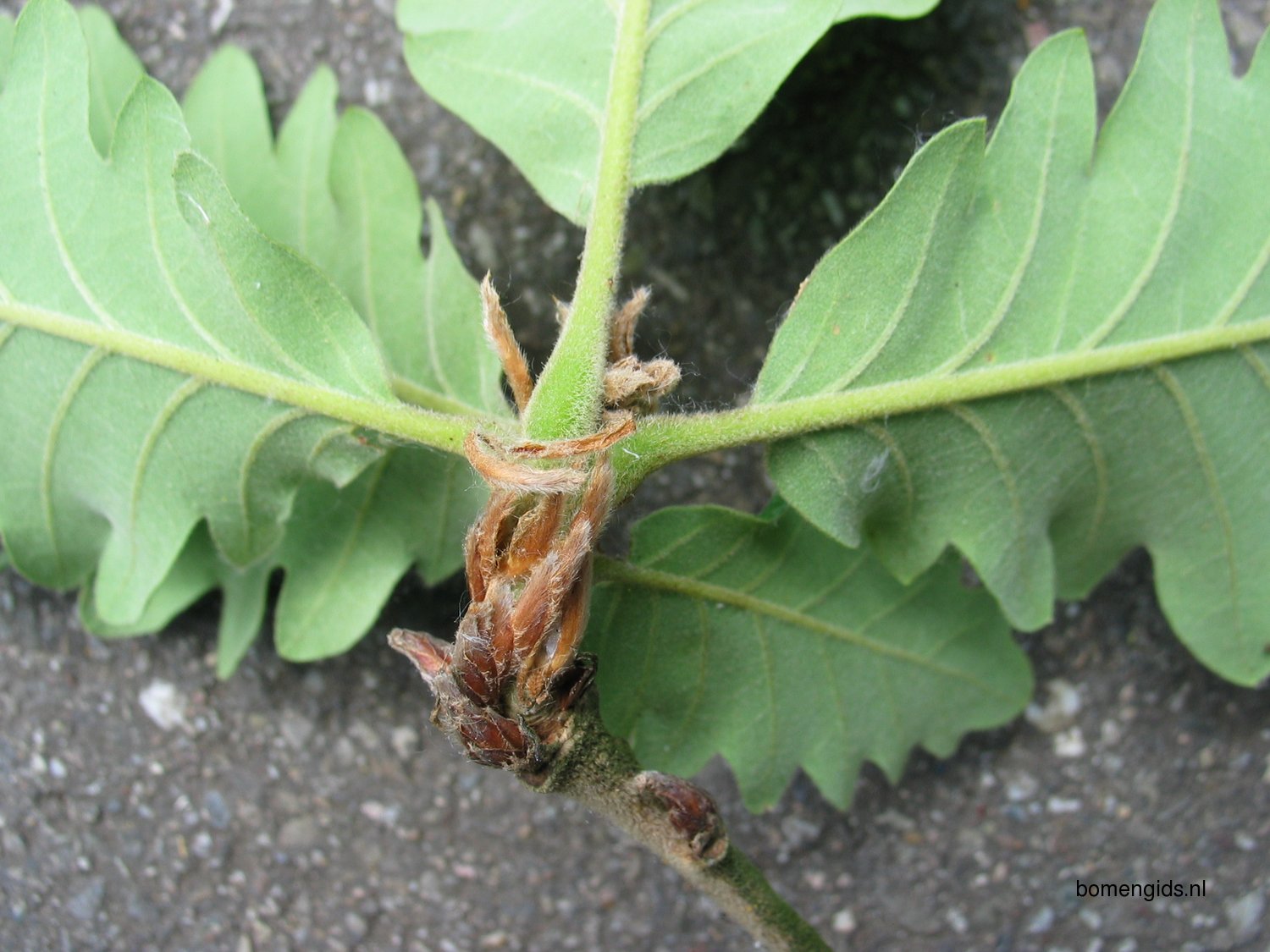 Herken de boomsoort NL: Perzische eik; Latin: Quercus macranthera; UK ...