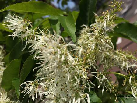  picture  Pluimes |Fraxinus_ornus