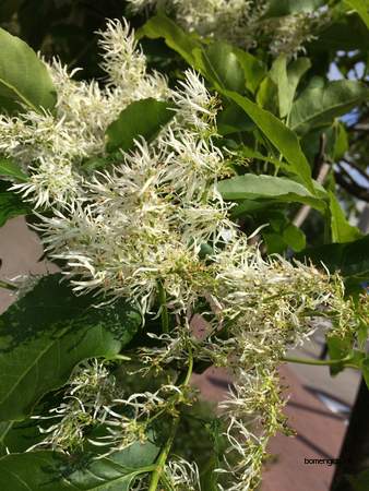  picture  Pluimes |Fraxinus_ornus