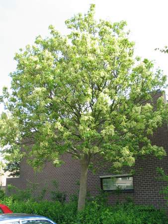  picture  Pluimes |Fraxinus_ornus