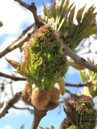  picture  Pluimes |Fraxinus_ornus