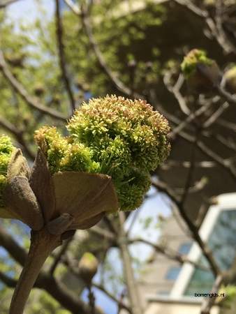  picture  Pluimes |Fraxinus_ornus