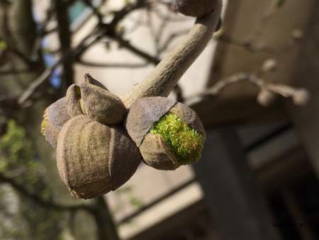  picture  Pluimes |Fraxinus_ornus