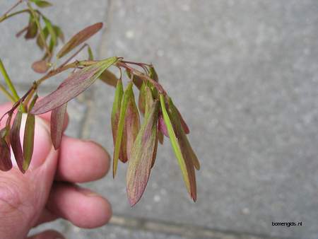  picture  Pluimes |Fraxinus_ornus