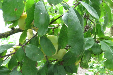  picture  Pruim |Prunus_domestica