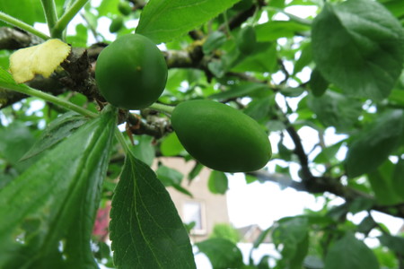  picture  Pruim |Prunus_domestica