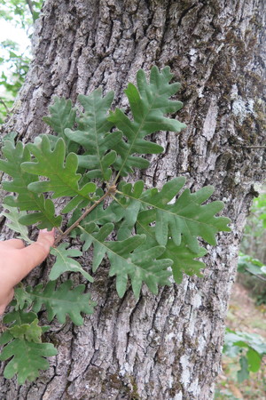  picture  Pyreneeneik |Quercus_pyrenaica