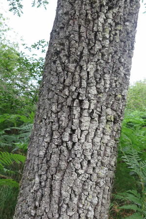  picture  Pyreneeneik |Quercus_pyrenaica