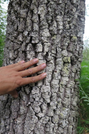  picture  Pyreneeneik |Quercus_pyrenaica