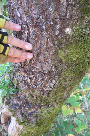  picture  Pyreneeneik |Quercus_pyrenaica