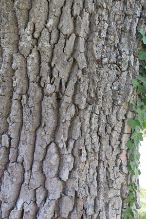  picture  Pyreneeneik |Quercus_pyrenaica