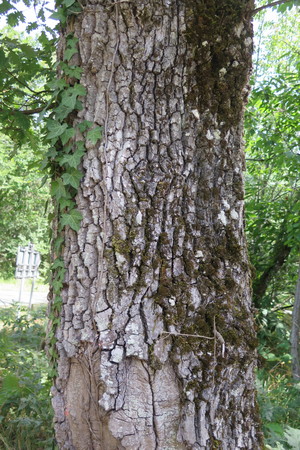  picture  Pyreneeneik |Quercus_pyrenaica