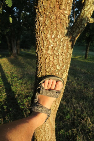  picture  Pyreneeneik |Quercus_pyrenaica