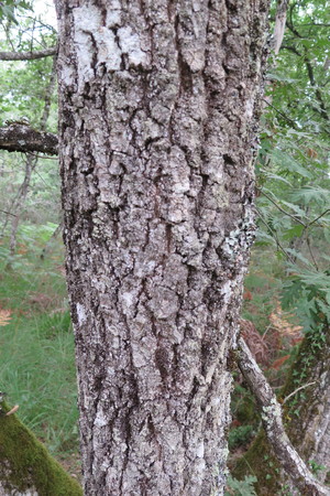  picture  Pyreneeneik |Quercus_pyrenaica